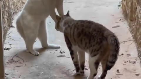 Funny Video