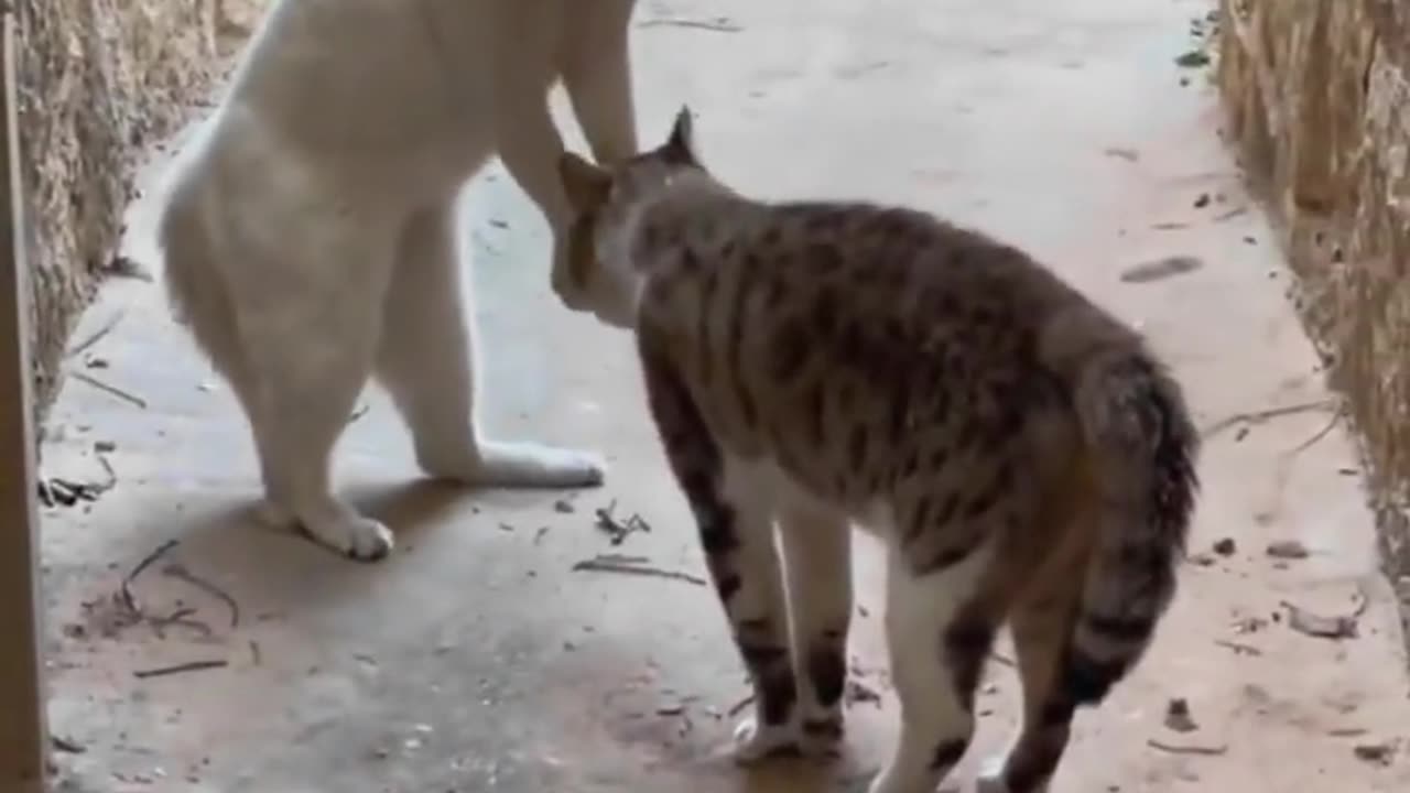 Funny Video