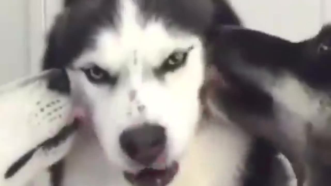 Animals funny vedio