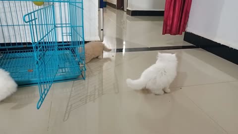 persian cat playing