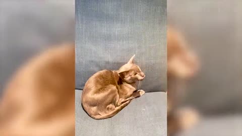 Funniest Dogs and cats Videos - Best Funny Animal Videos 2022