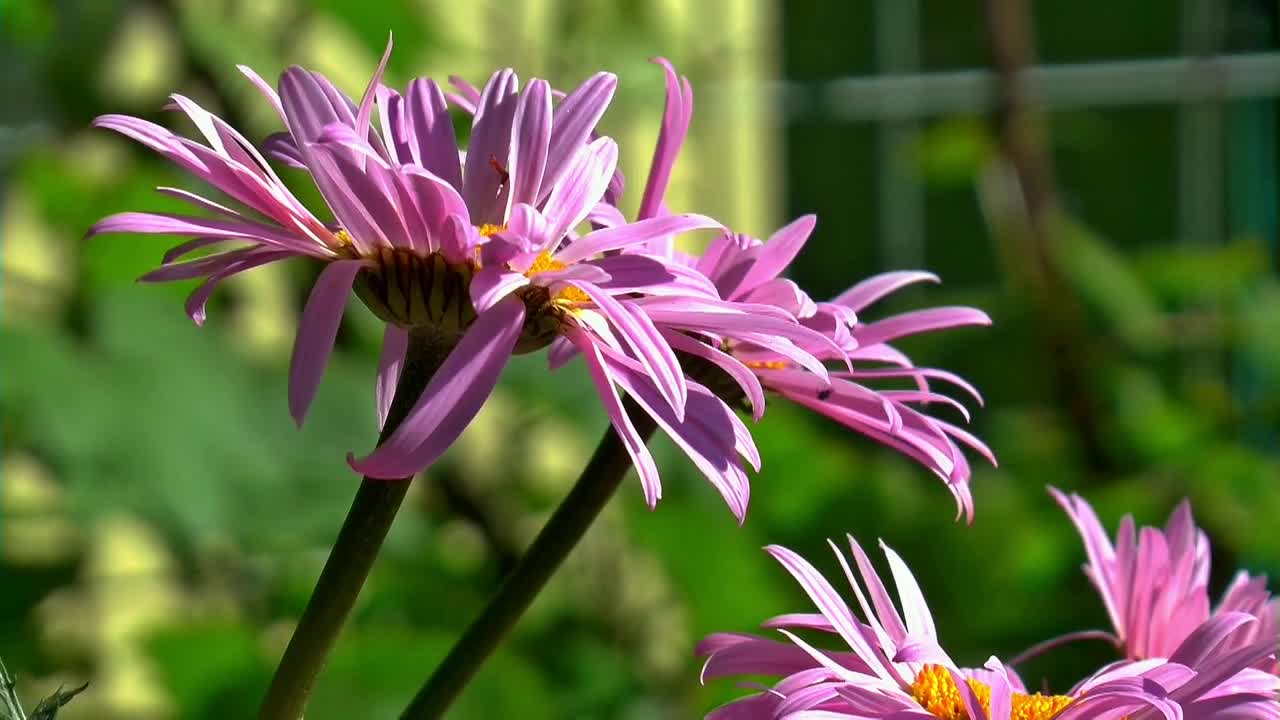 Flowers,Flowers video,Nature,Nature video