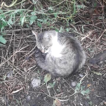 The cat sent me to hell