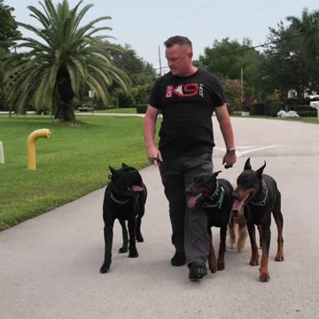 This Is Why Balanced Training Is the BEST Form of Dog Training