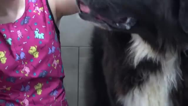 Massive dog punches me in the face