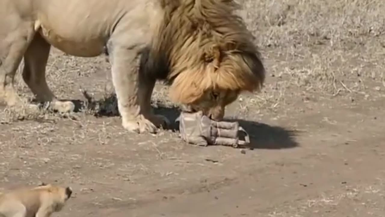 Lion 🦁