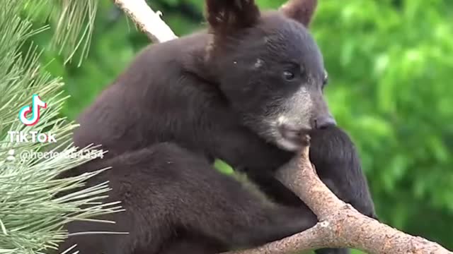 Baby bear on top of a tree chilling