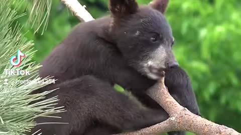 Baby bear on top of a tree chilling