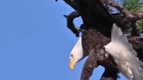 Bald eagles are inspiring images of Africa