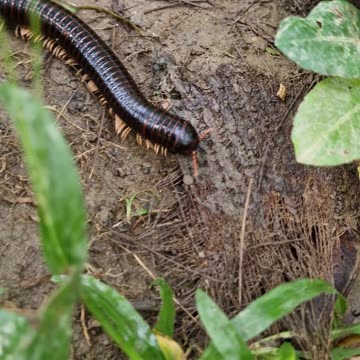 Giant Millipede! 🐛🌿, Found a gentle giant today