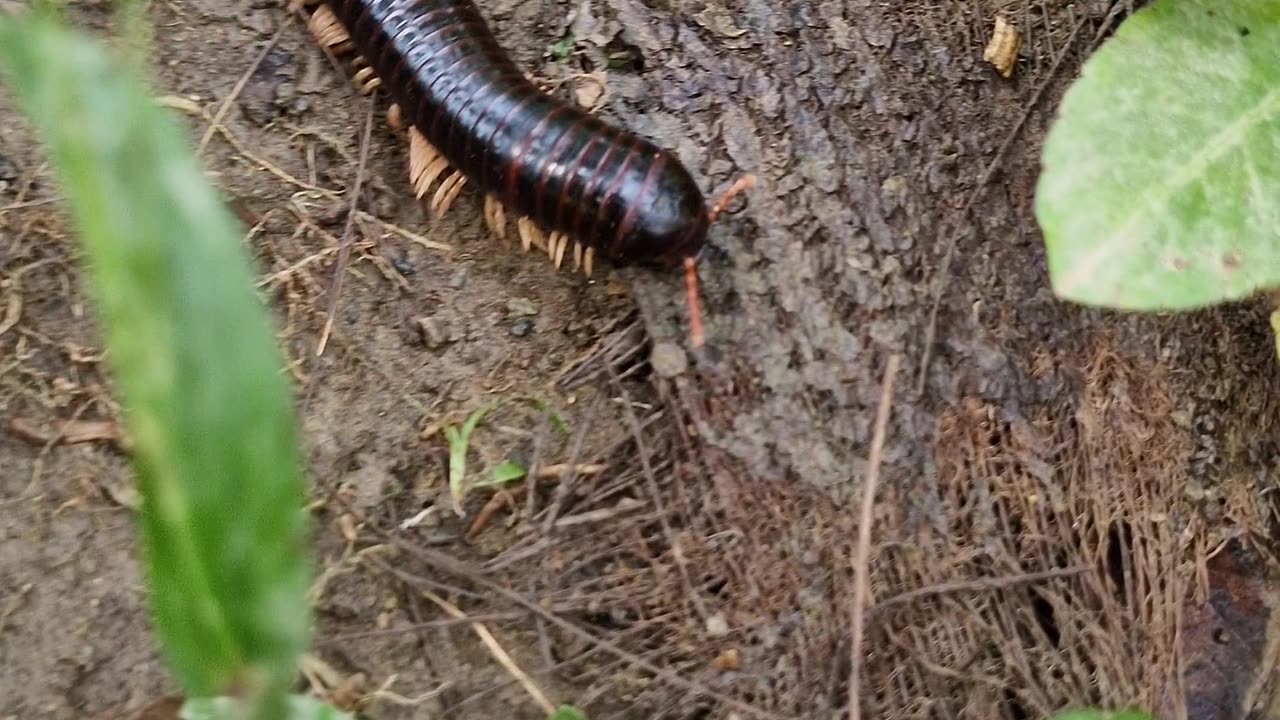 Giant Millipede! 🐛🌿, Found a gentle giant today