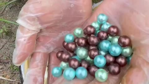 Harvesting dozens of pearls in a scallop