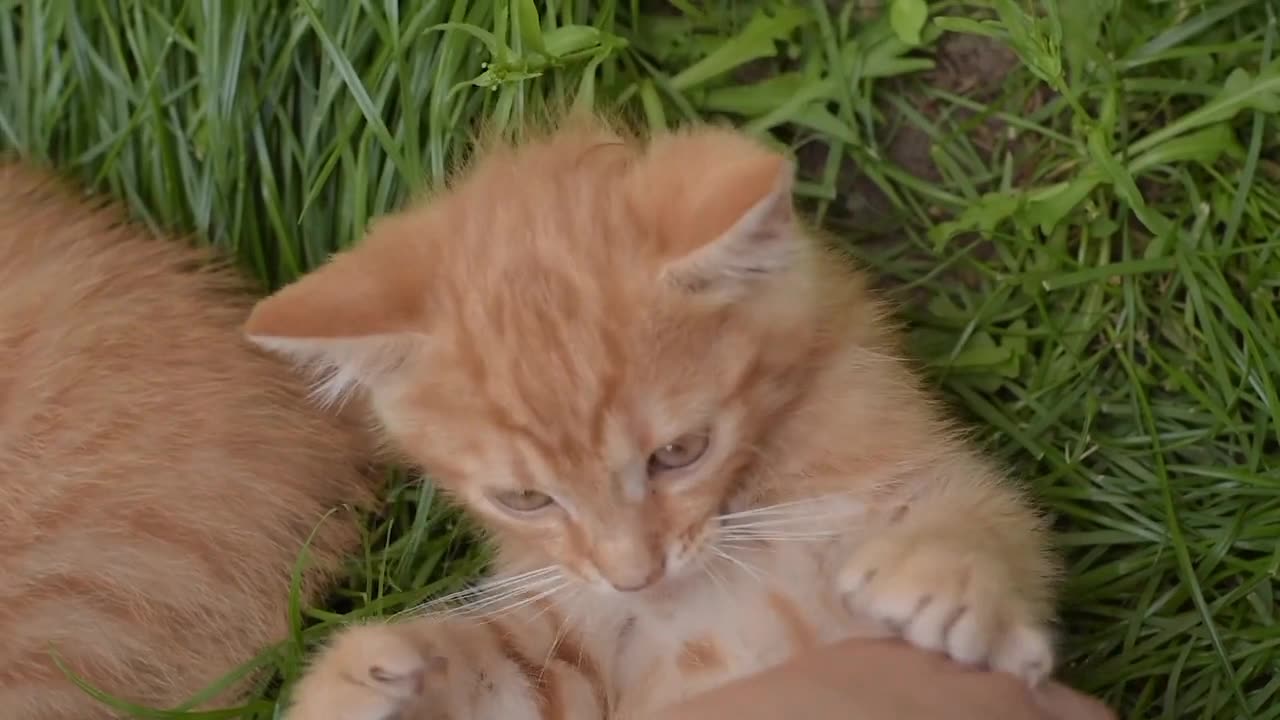 Cute kitty is playing