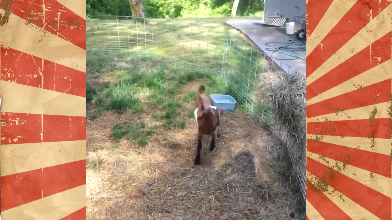 Funny ANIMAL and PETS FAILS #8