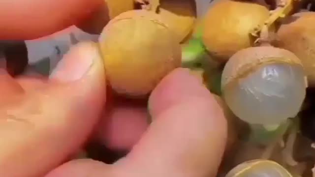 pick the sweet longan fruit directly