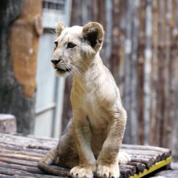 Growling Little Lion