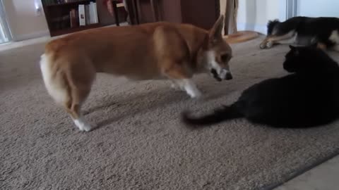 Corgi talks to cat