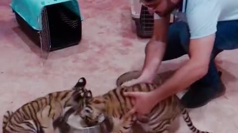 Pets Lovers