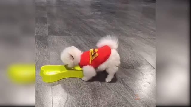 Baby Dogs - Cute and Funny Dog Videos Compilation