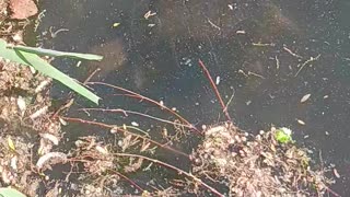 Snapping turtle