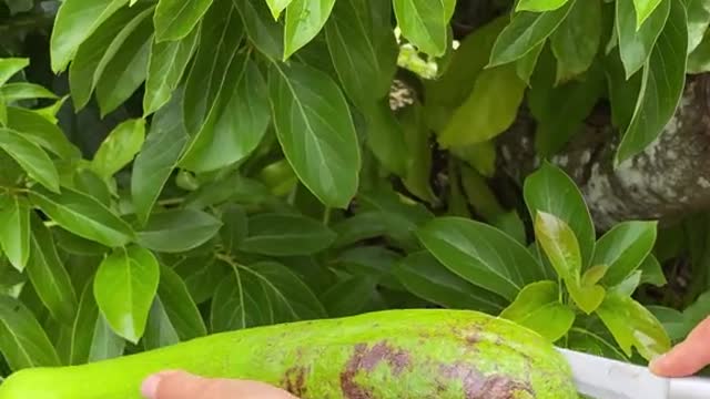 Long Neck Avocados are back☺