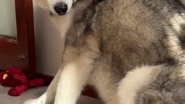 NEVER Deny A Husky What He Wants!