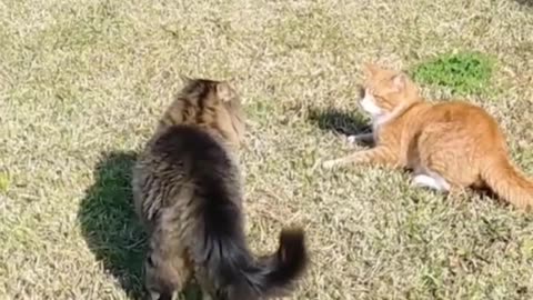 Cat fight compilation vedio