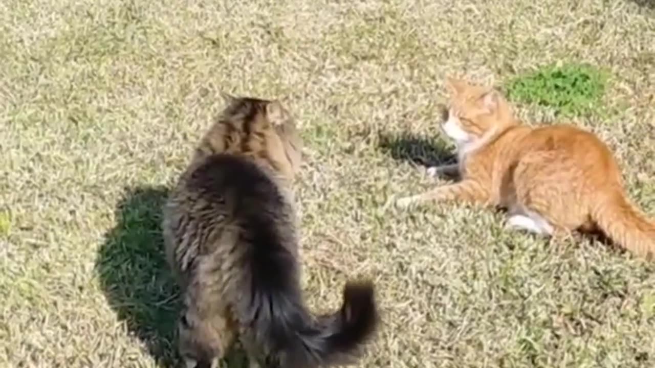 Cat fight compilation vedio