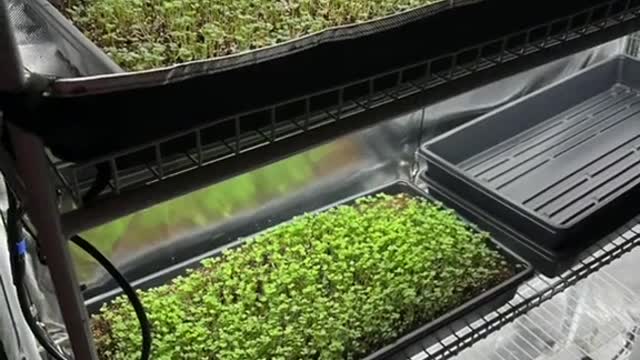 Microgreens under HLG beams