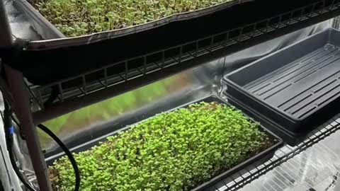 Microgreens under HLG beams