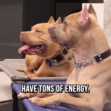 Top 3 Medium Sized Dog Breeds We Recommend