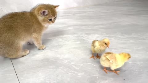 cat playing with chicks