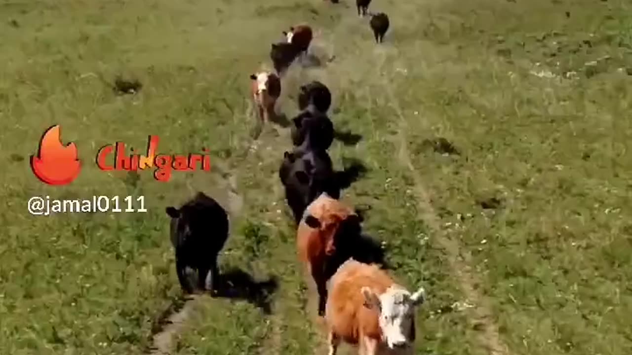 Beautiful animals video