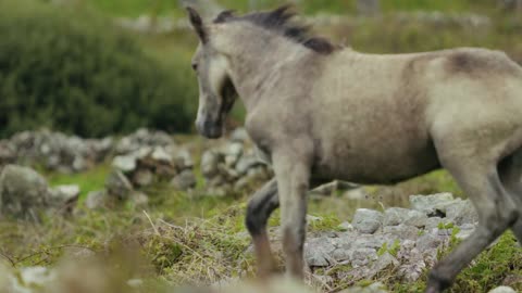 Horse Running On Grassland