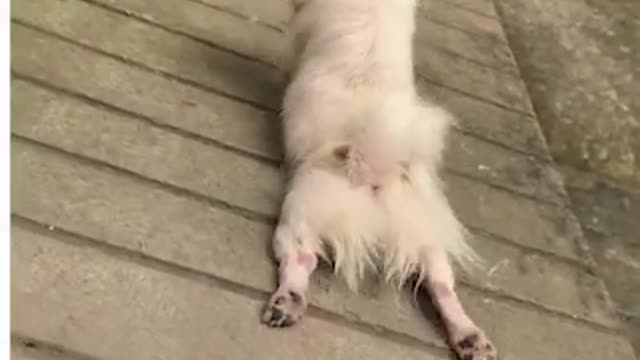This dog sure knows how to keep himself entertained