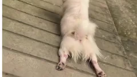 This dog sure knows how to keep himself entertained