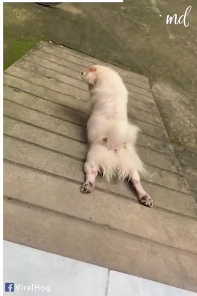 This dog sure knows how to keep himself entertained