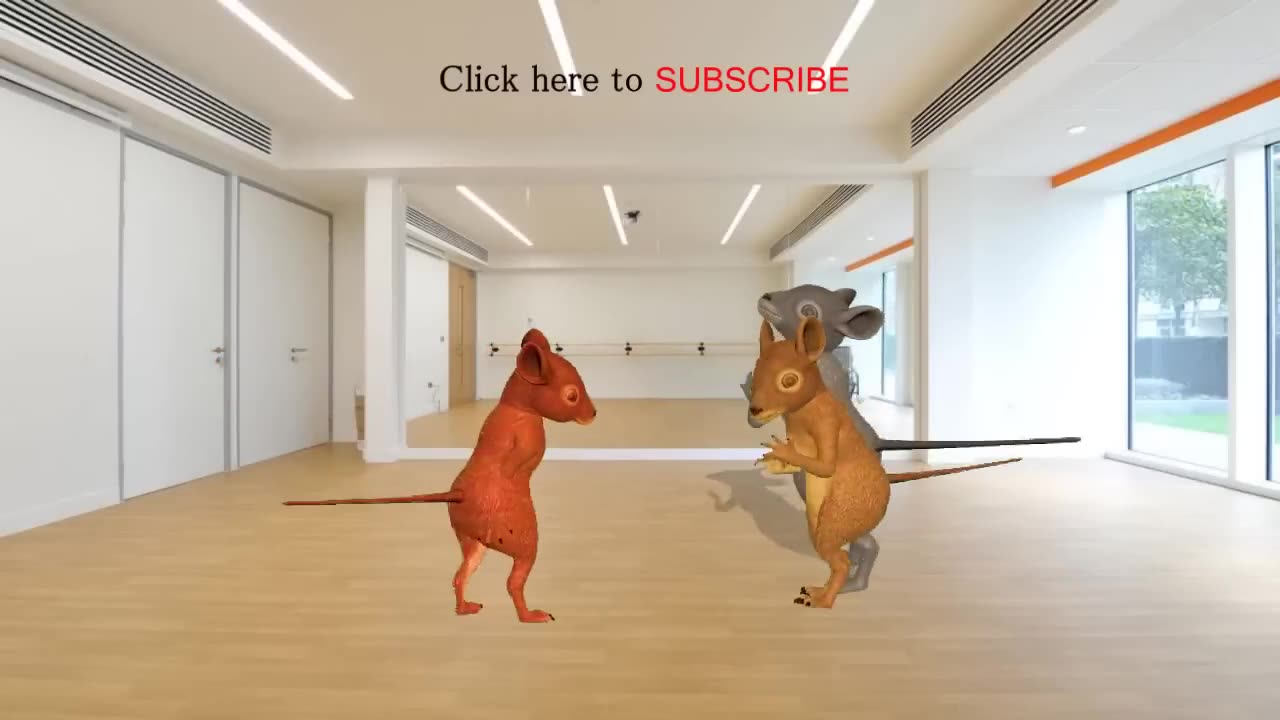 funny rat video