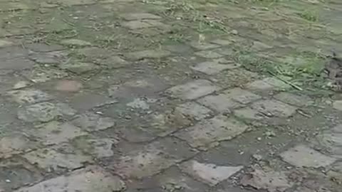 #143 - Hilarious and Adorable Animals