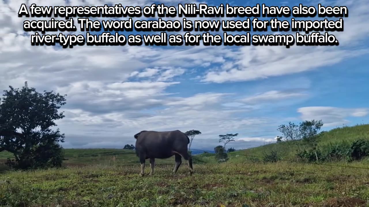 Unveiling the Majestic Carabao: Untold Stories and Fascinating Facts