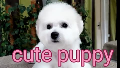 Cute puppy