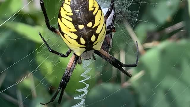 Friendly Garden Spider