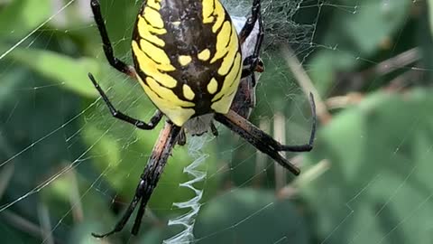 Friendly Garden Spider