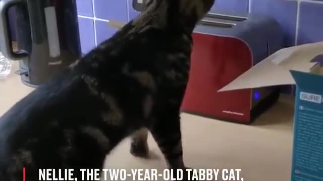 Cat vs Toaster