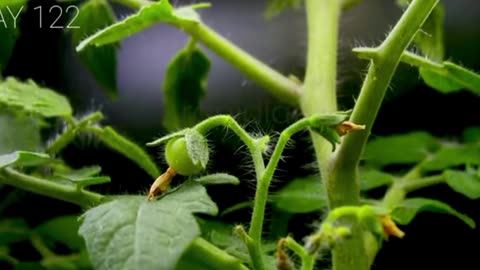 Tomatoe from Day 1 to Day 130