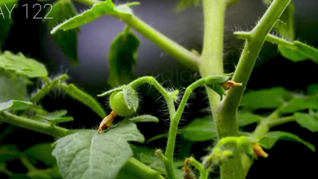 Tomatoe from Day 1 to Day 130