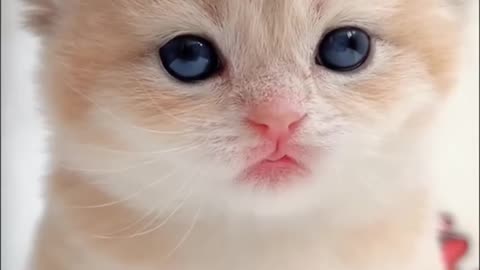 Cute little kittens!
