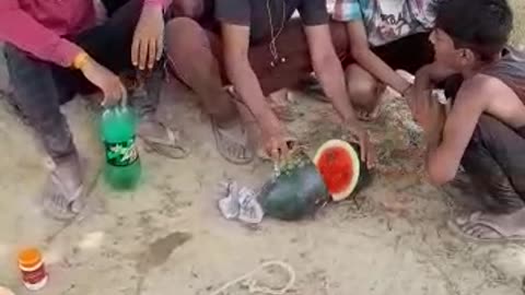 Village boy's eating watermelon