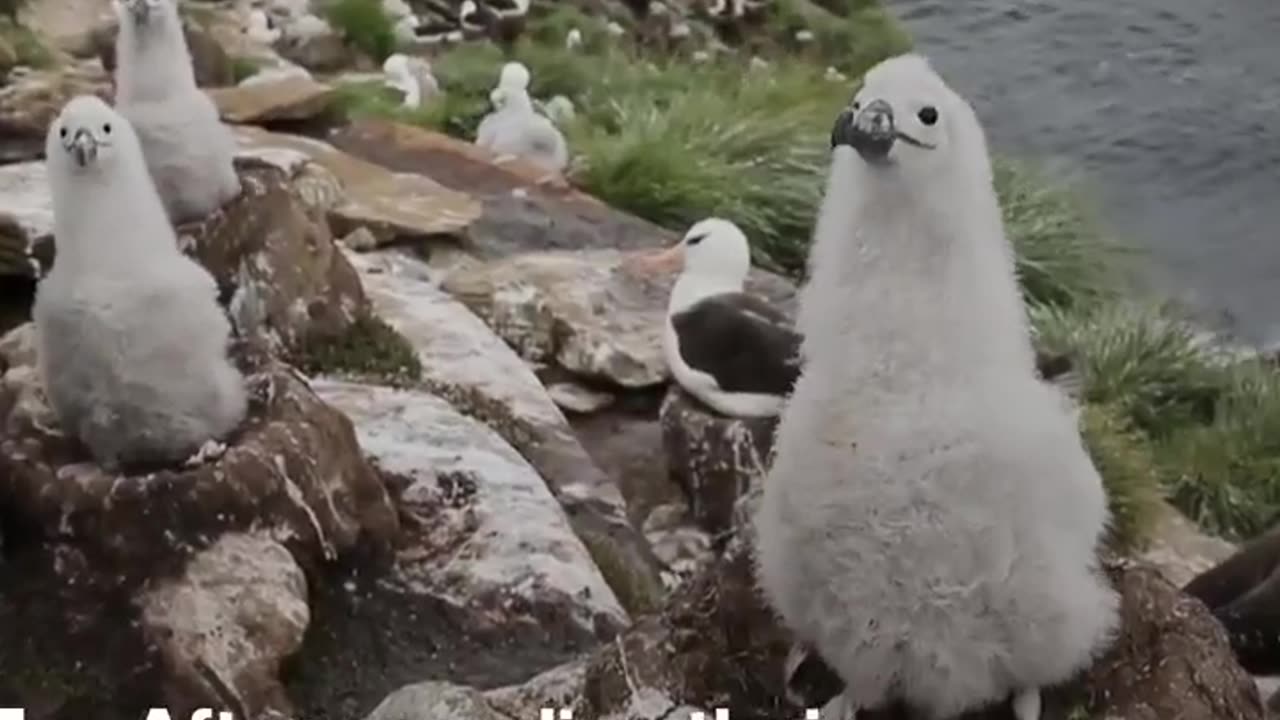 Warmer Seas Make it Harder For Animals To Hunt #shorts #shortvideo #video #virals #videoviral