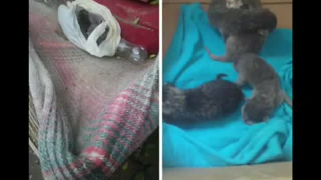 Mamá nodriza y gatito bebé